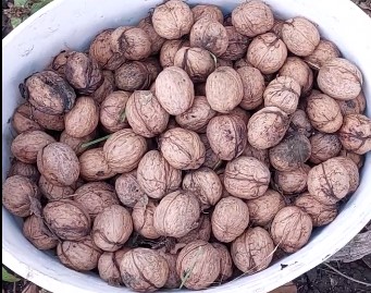 Горіхи волоські солодкі